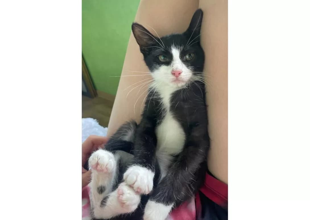 Santa (Санта), female young Mixed Breed for adoption at Happy Paw Kyiv