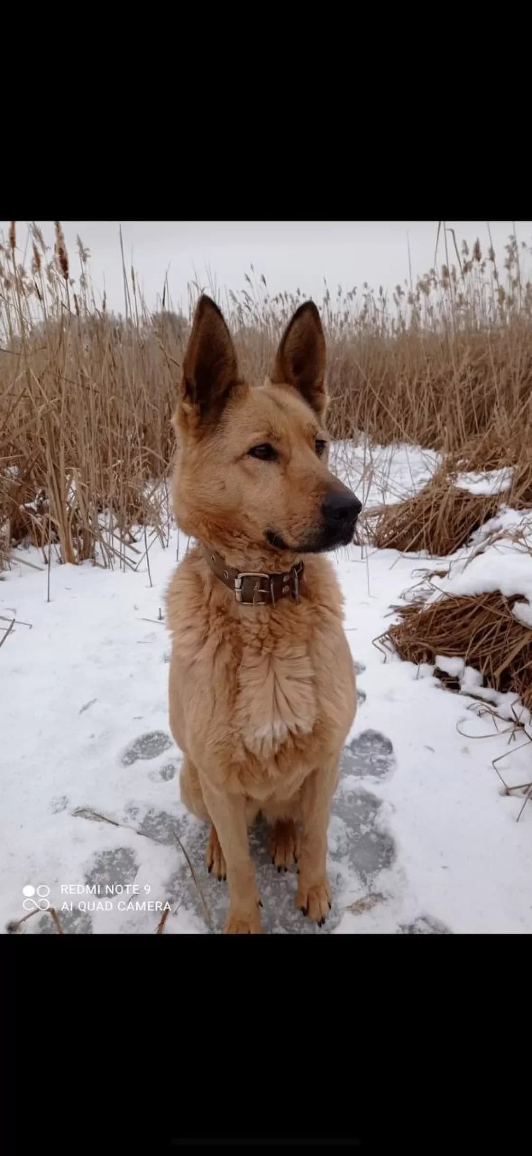 Aza (Аза), female 7yo Husky for adoption at Happy Paw Kyiv