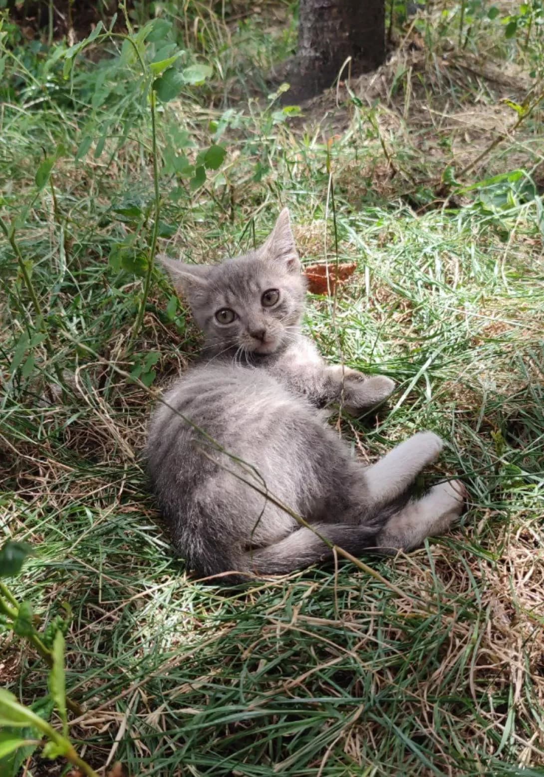 Koshenyata (Кошенята), female young Mixed Breed for adoption at Happy Paw Kyiv