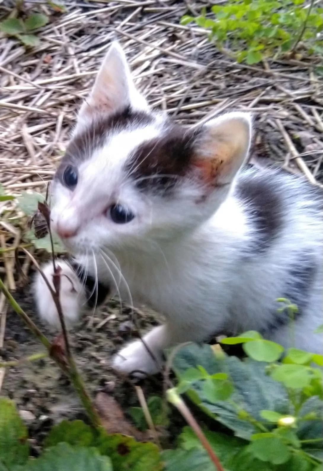 Laki (Лакі), male young Mixed Breed for adoption at Happy Paw Kyiv