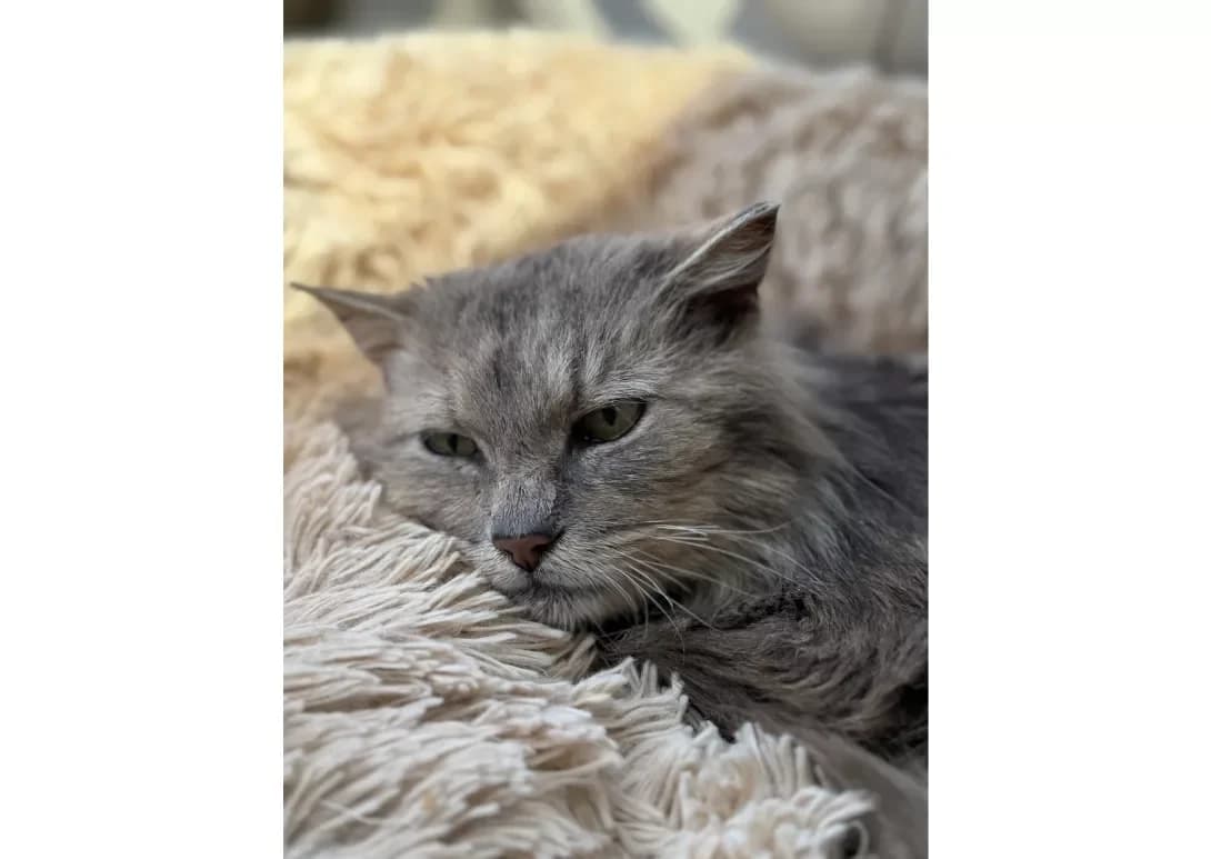 Markus (Маркус), male 7yo Mixed Breed for adoption at Happy Paw Kyiv