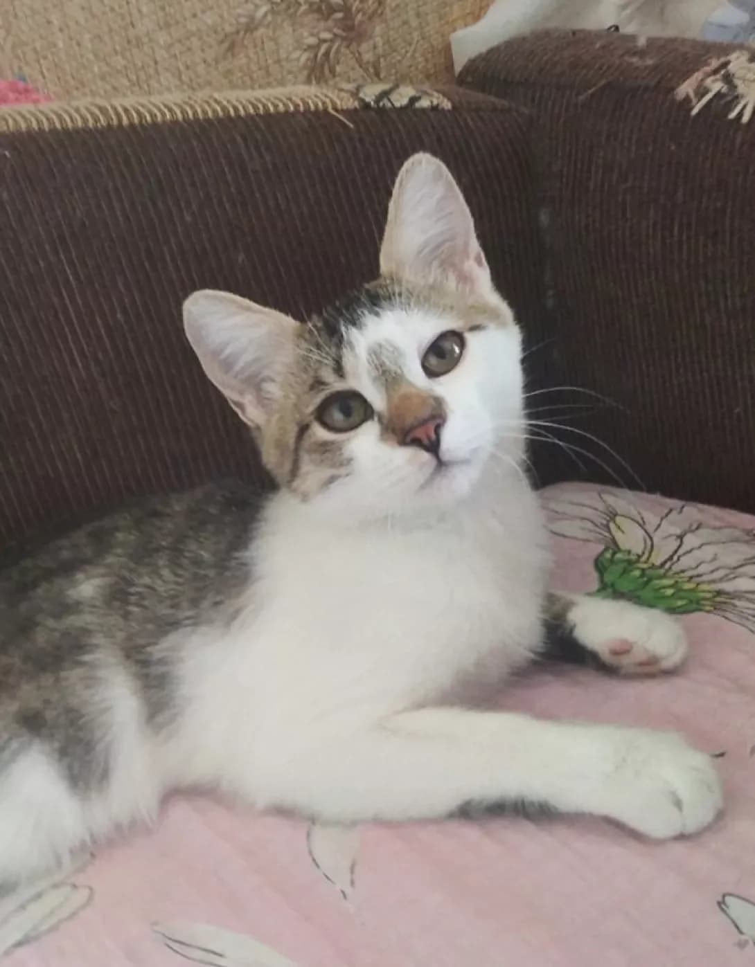 Koshenya (Кошеня), male young Mixed Breed for adoption at Happy Paw Kyiv