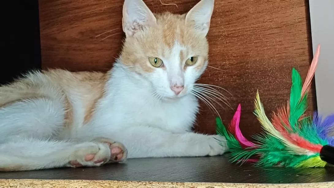 Levi (Леві), male 3yo Mixed Breed for adoption at Happy Paw Kyiv