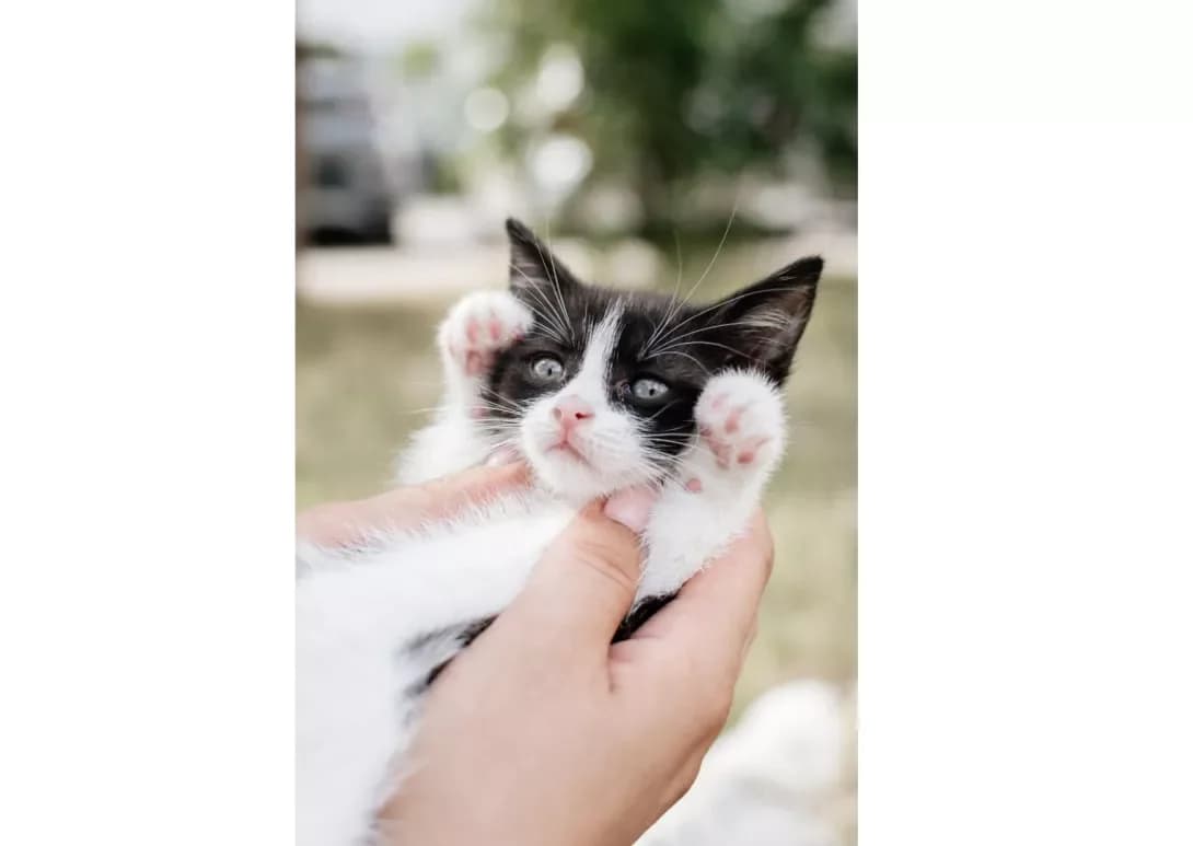Divchinka (Дівчинка), female young Mixed Breed for adoption at Happy Paw Kyiv