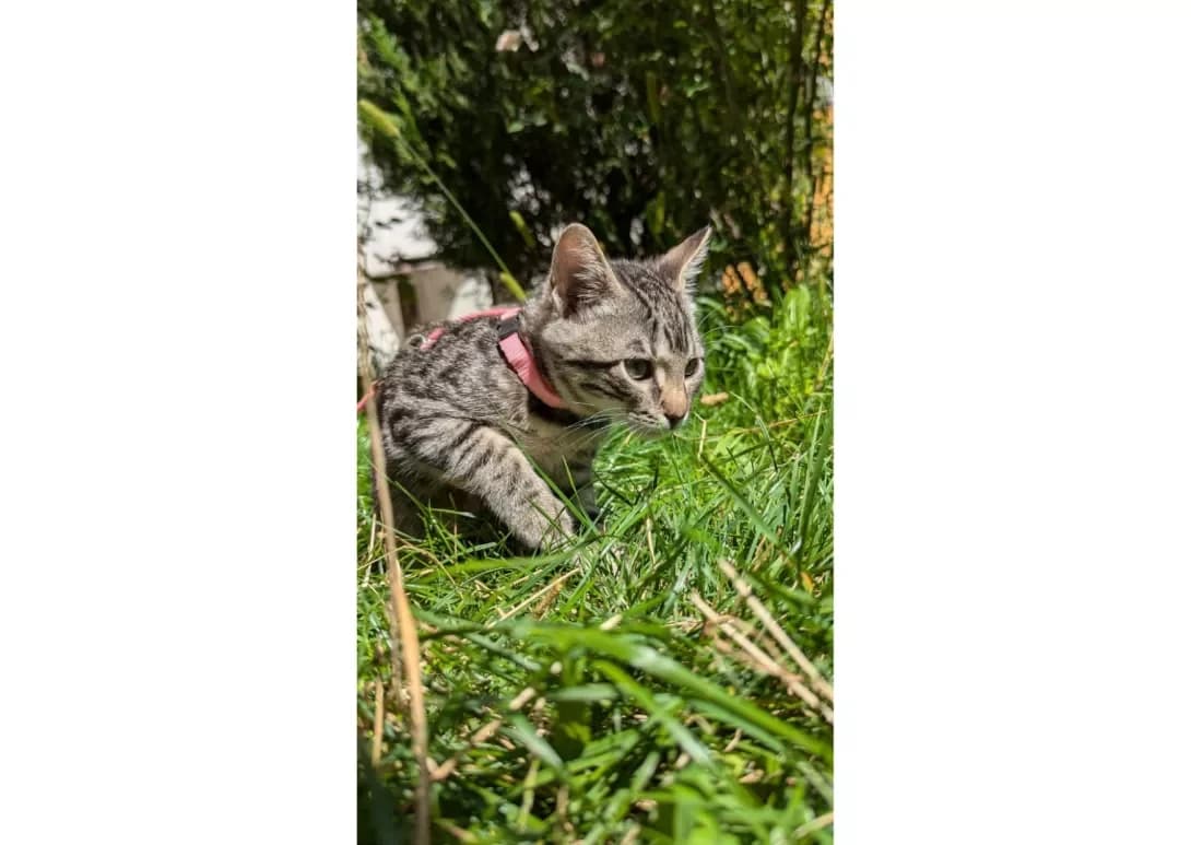 Sasha (Саша), female young Mixed Breed for adoption at Happy Paw Kyiv