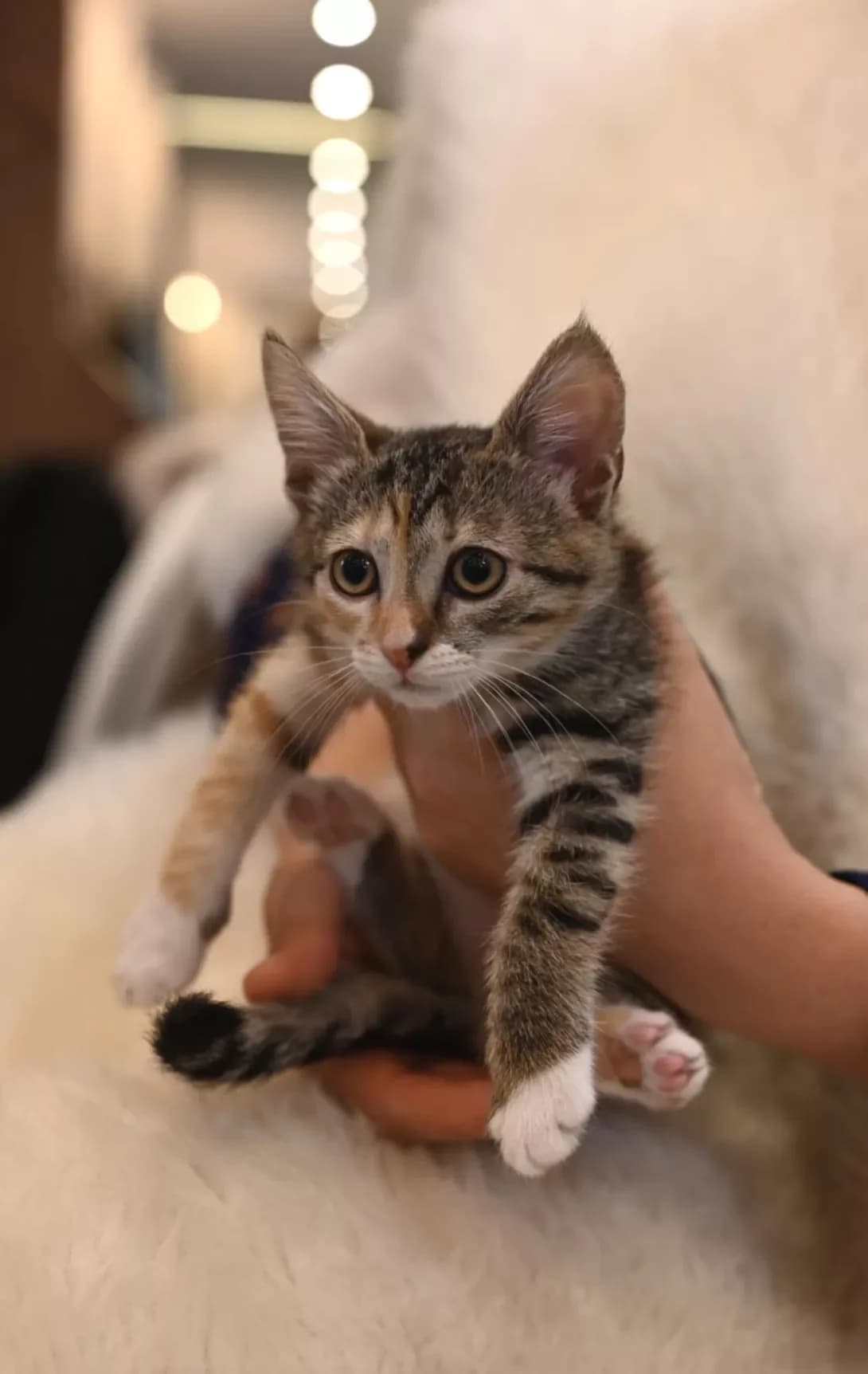 Businka (Бусінка), female young Mixed Breed for adoption at Happy Paw Kyiv