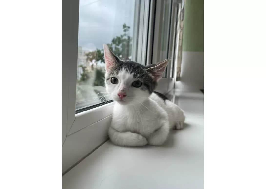 Khlopchik (Хлопчик), male young Mixed Breed for adoption at Happy Paw Kyiv