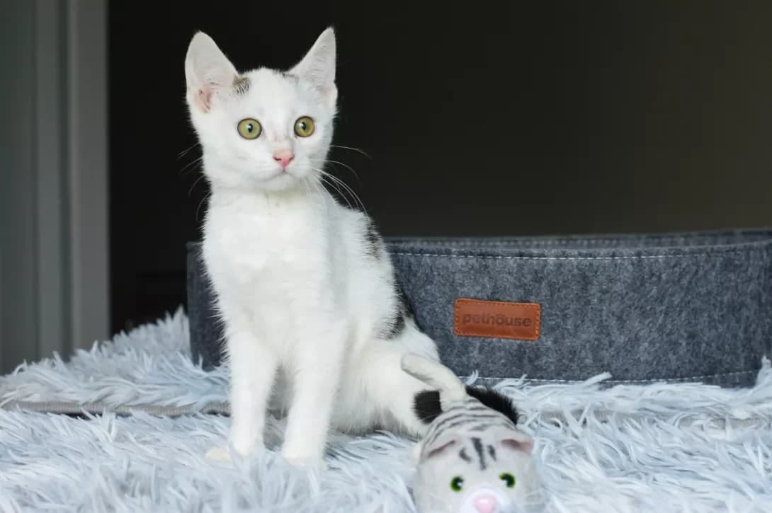 Terrin (Террін), male young Mixed Breed for adoption at Happy Paw Kyiv