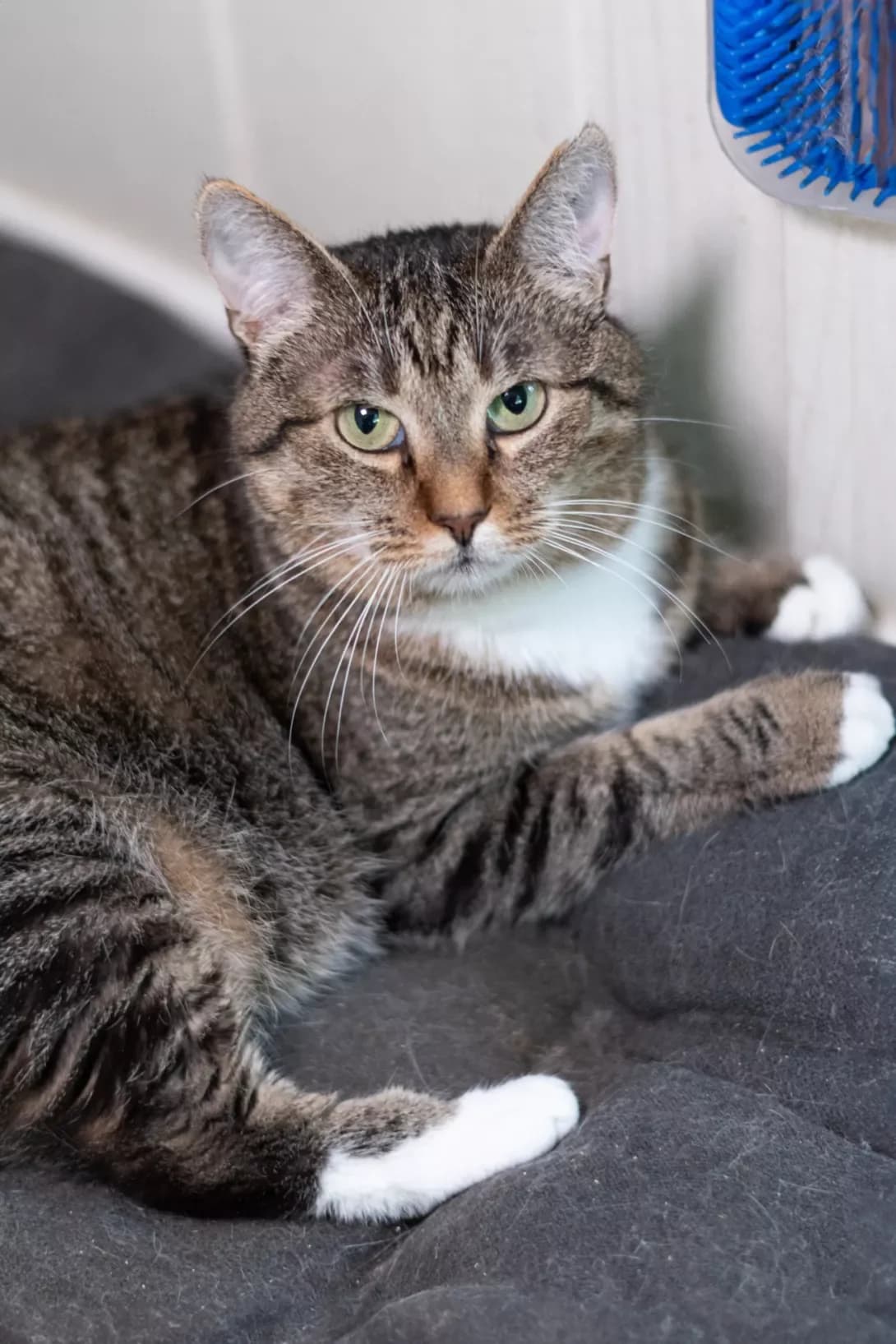 Olivka (Оливка), female 5yo Mixed Breed for adoption at Happy Paw Kyiv
