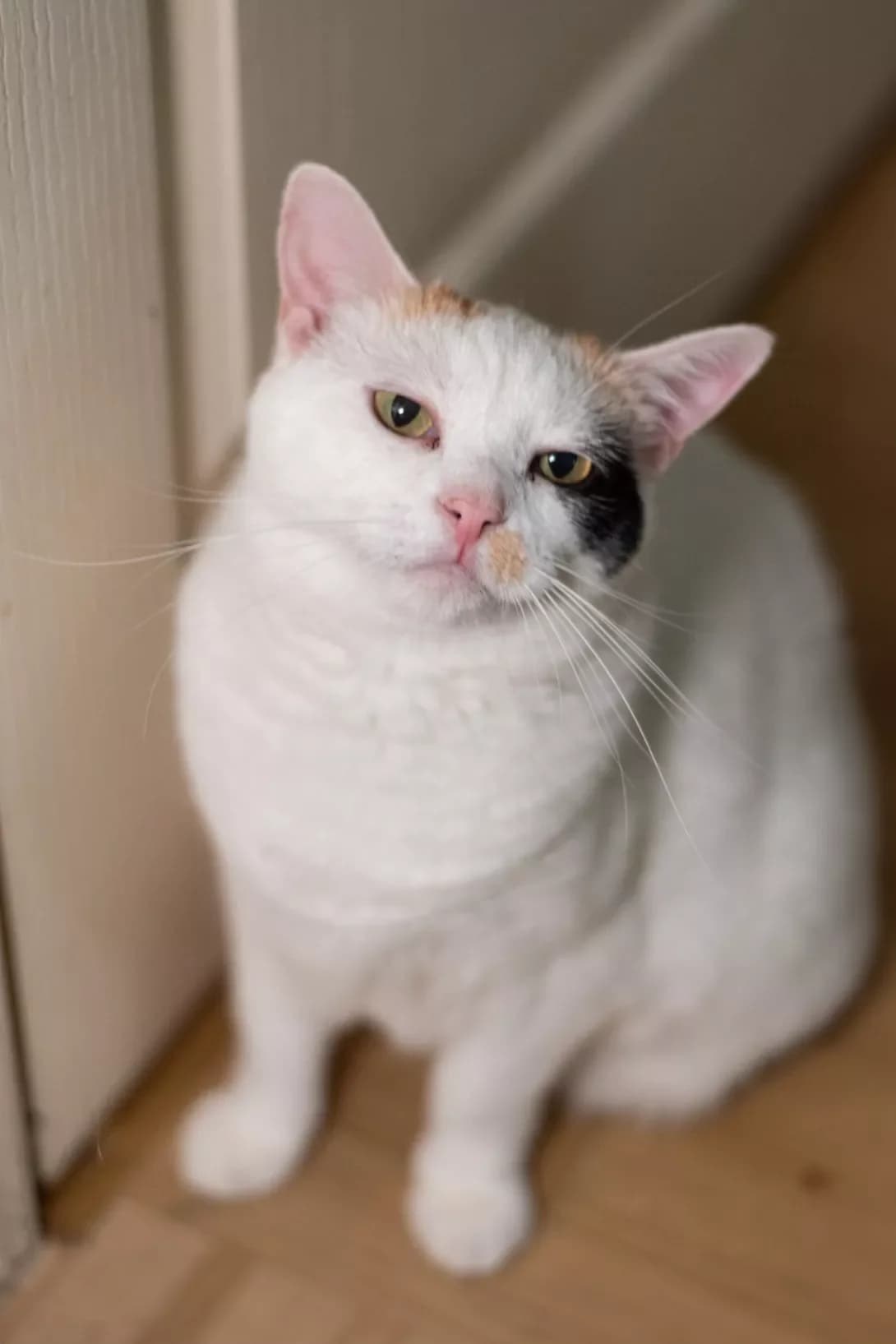 Elis (Еліс), female 6yo Mixed Breed for adoption at Happy Paw Kyiv