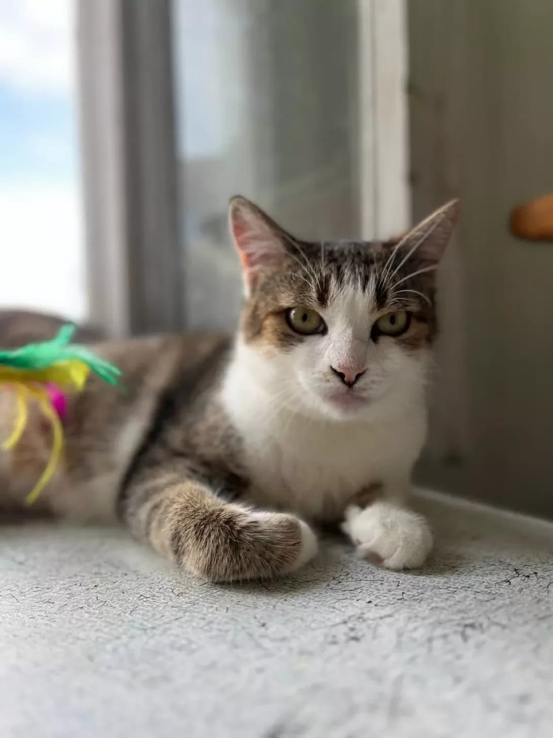 Elza (Ельза), female 4yo Mixed Breed for adoption at Happy Paw Kyiv