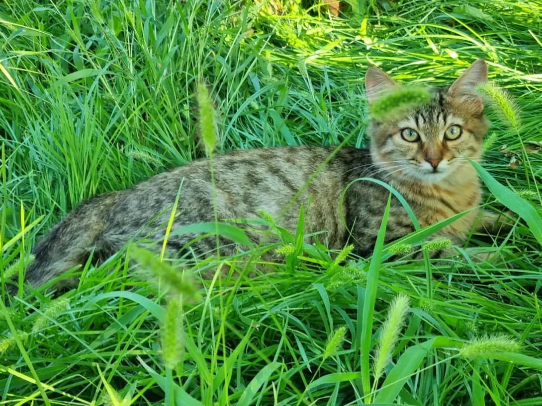 Kasya (Кася), female young Mixed Breed for adoption at Happy Paw Kyiv
