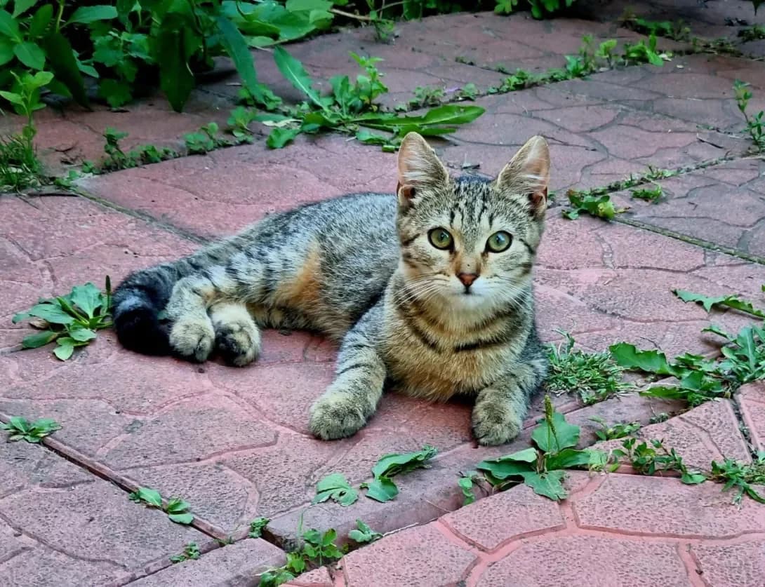 Smoki (Смоки), female young Mixed Breed for adoption at Happy Paw Kyiv