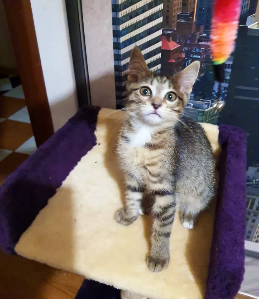 Kira (Кира), female young Mixed Breed for adoption at Happy Paw Kyiv