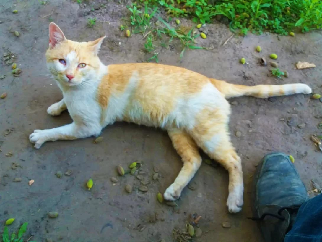 Paskal (Паскаль), male young Mixed Breed for adoption at Happy Paw Kyiv