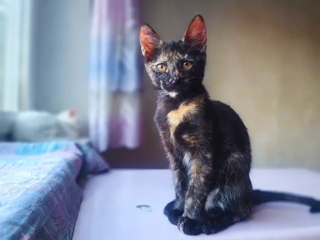 Miya (Мія), female young Mixed Breed for adoption at Happy Paw Kyiv