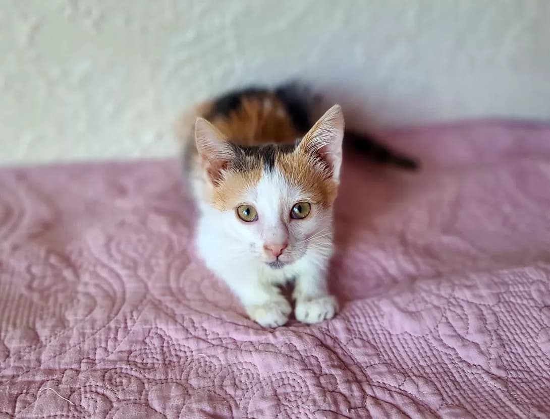 Elis (Еліс), female young Mixed Breed for adoption at Happy Paw Kyiv