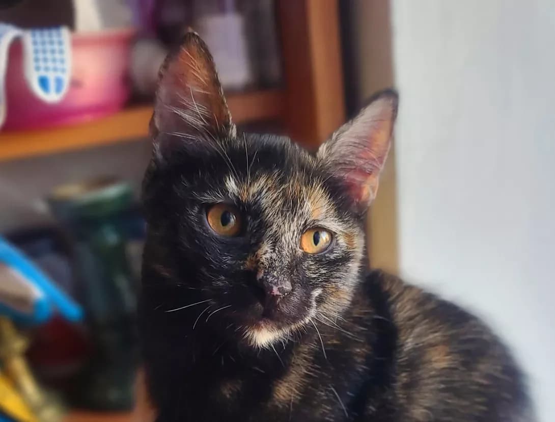 Alisa (Аліса), female young Mixed Breed for adoption at Happy Paw Kyiv