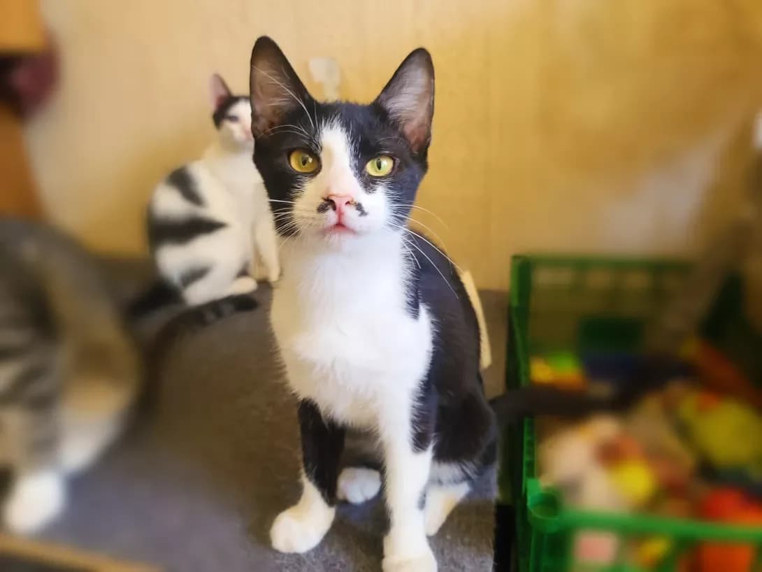 Brendon (Брендон), male young Mixed Breed for adoption at Happy Paw Kyiv