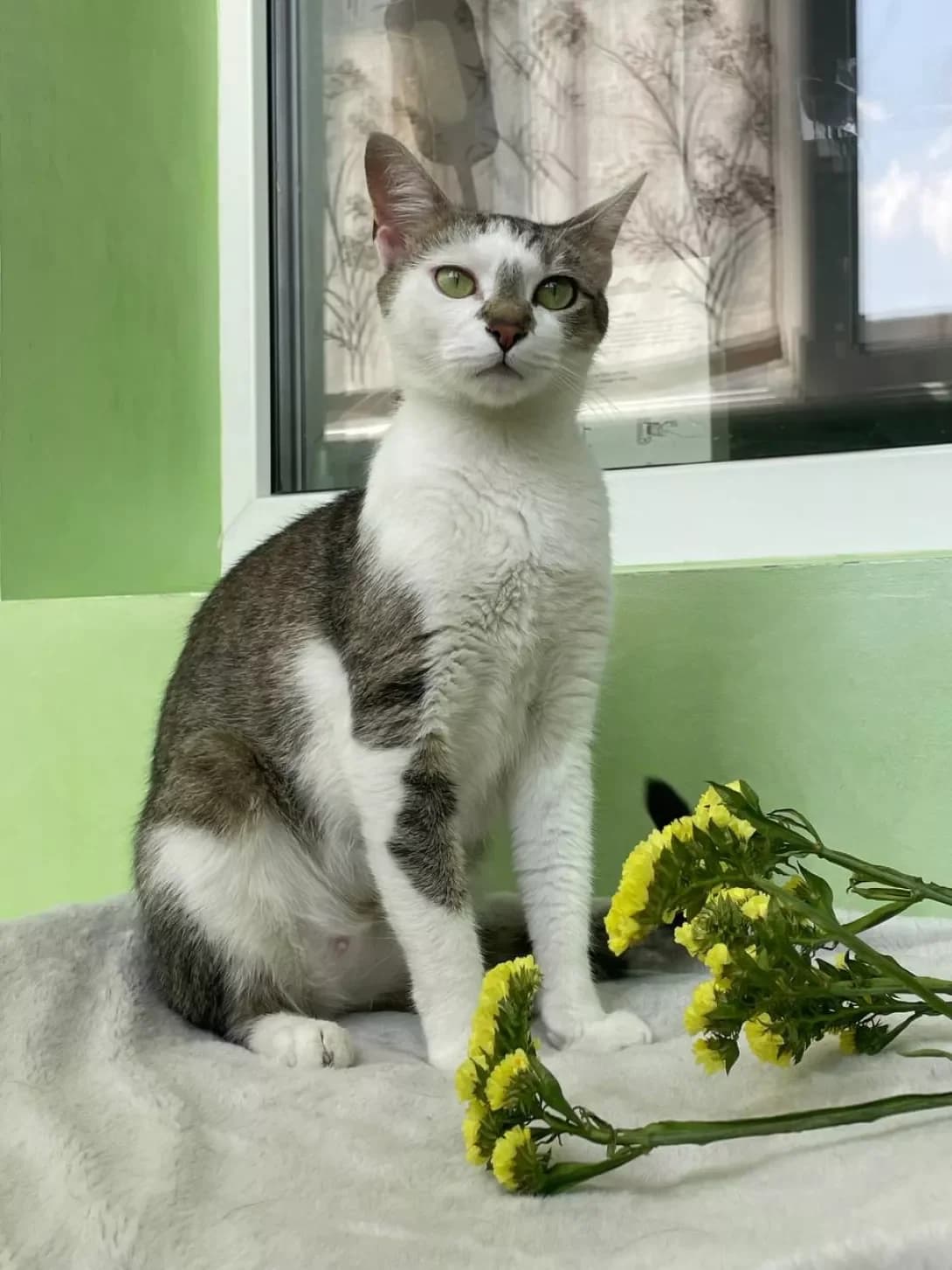 Artemida (Артеміда), female young Mixed Breed for adoption at Happy Paw Kyiv