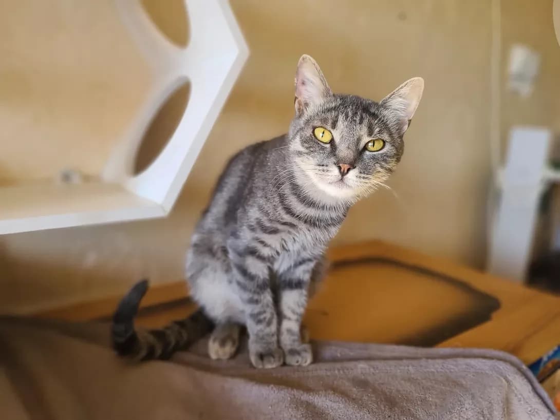 Greys (Грейс), female young Mixed Breed for adoption at Happy Paw Kyiv