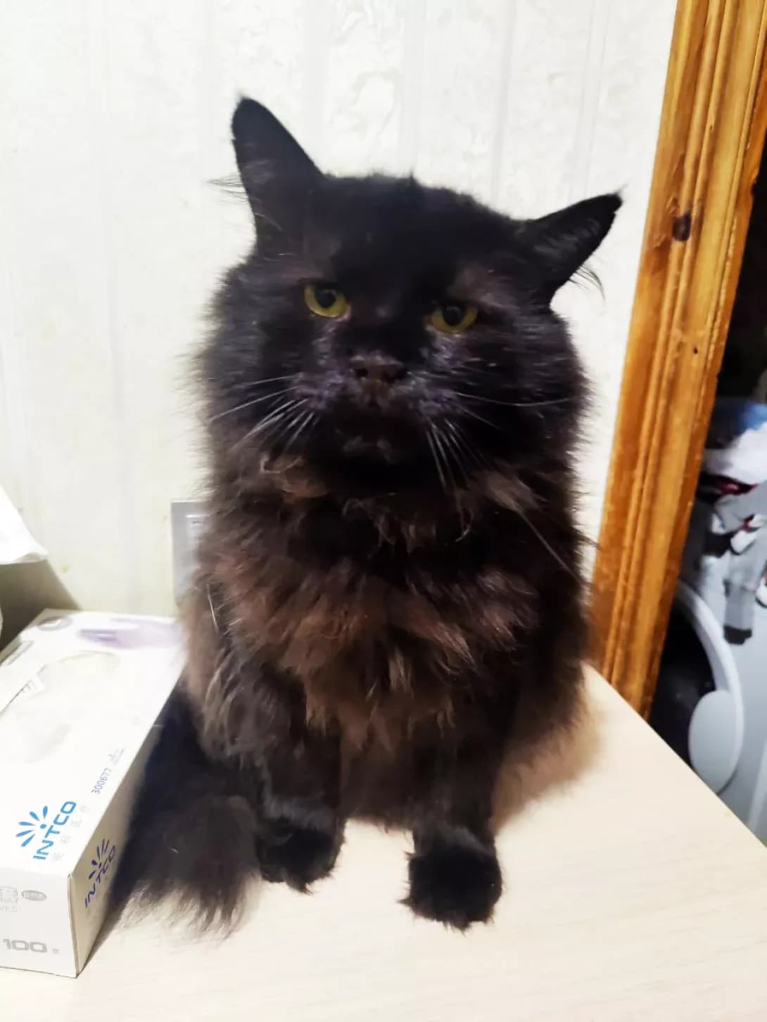 Mishka (Мішка), male 6yo Mixed Breed for adoption at Happy Paw Kyiv