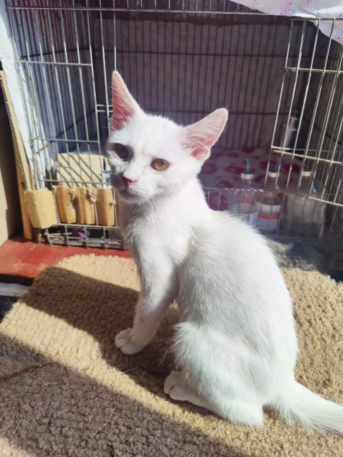Vuddi (Вудді), male young Mixed Breed for adoption at Happy Paw Kyiv