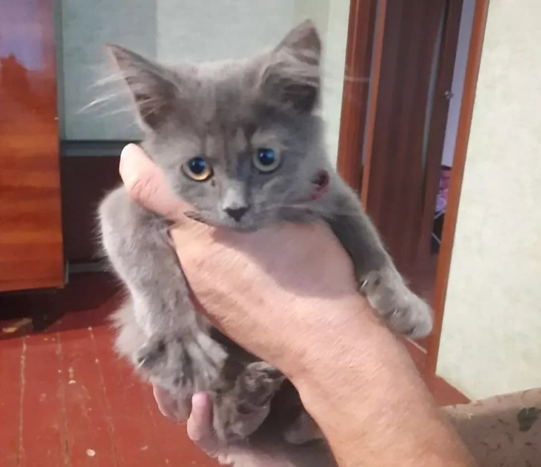 Elza (Ельза), female young Mixed Breed for adoption at Happy Paw Kyiv