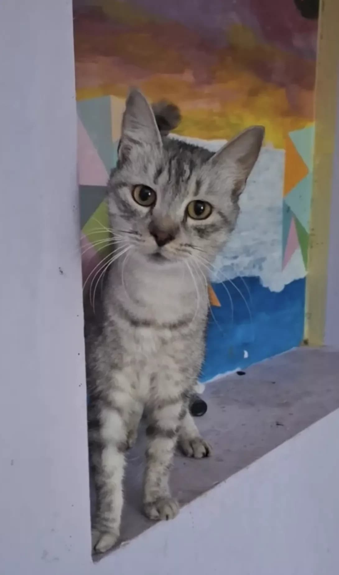 Laki (Лакі), female 3yo Mixed Breed for adoption at Happy Paw Kyiv