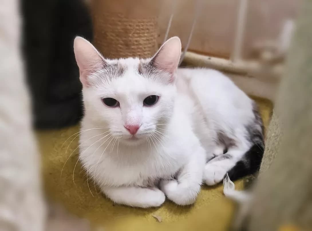 Lyusiya (Люсія), female 3yo Mixed Breed for adoption at Happy Paw Kyiv