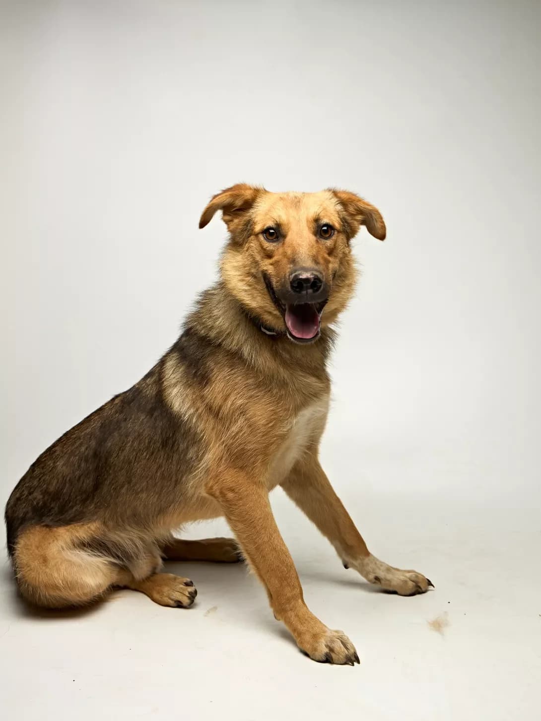 Asher (Ашер), male 3yo Mixed Breed for adoption at Happy Paw Kyiv