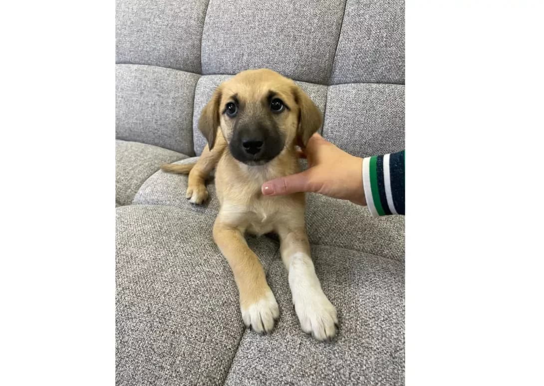 Dana (Дана), female young Mixed Breed for adoption at Happy Paw Kyiv