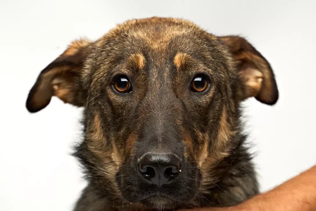 Rayan (Райан), male 3yo Mixed Breed for adoption at Happy Paw Kyiv