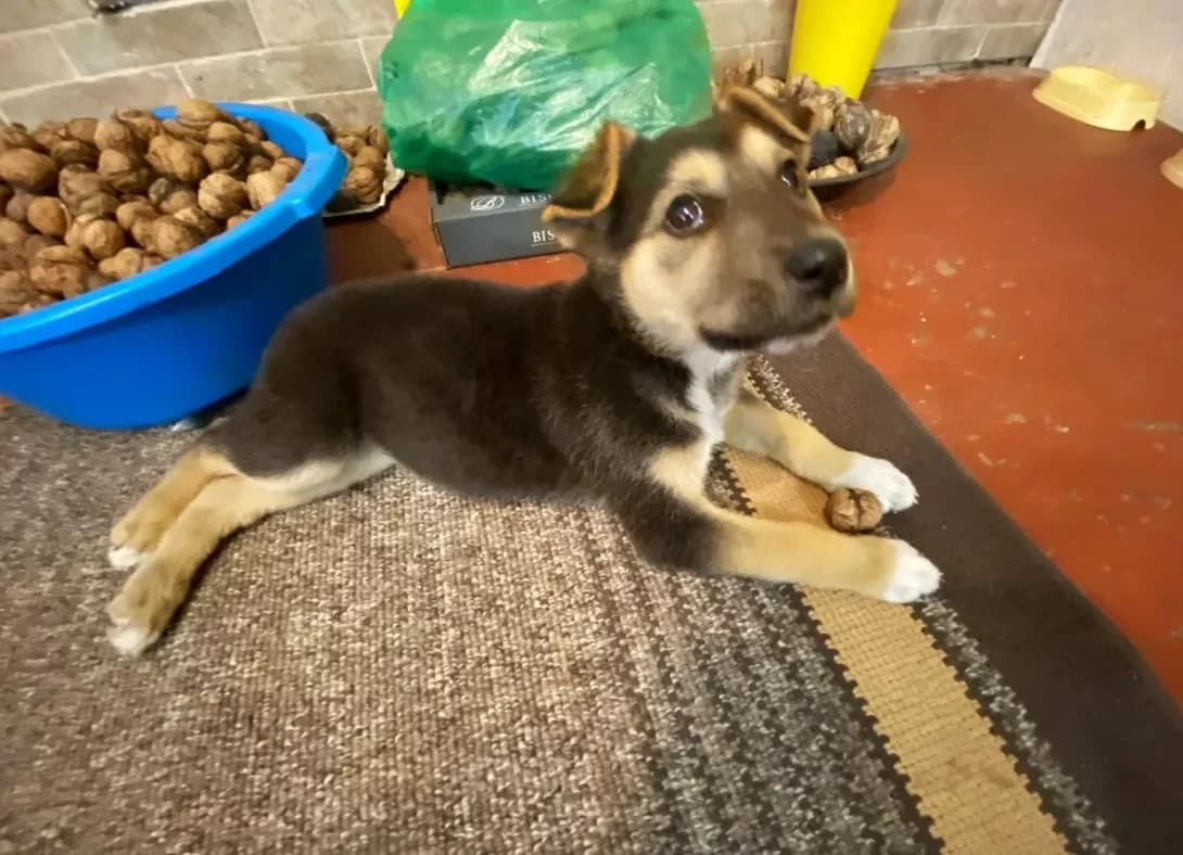 Kira (Кира), female young Mixed Breed for adoption at Happy Paw Kyiv