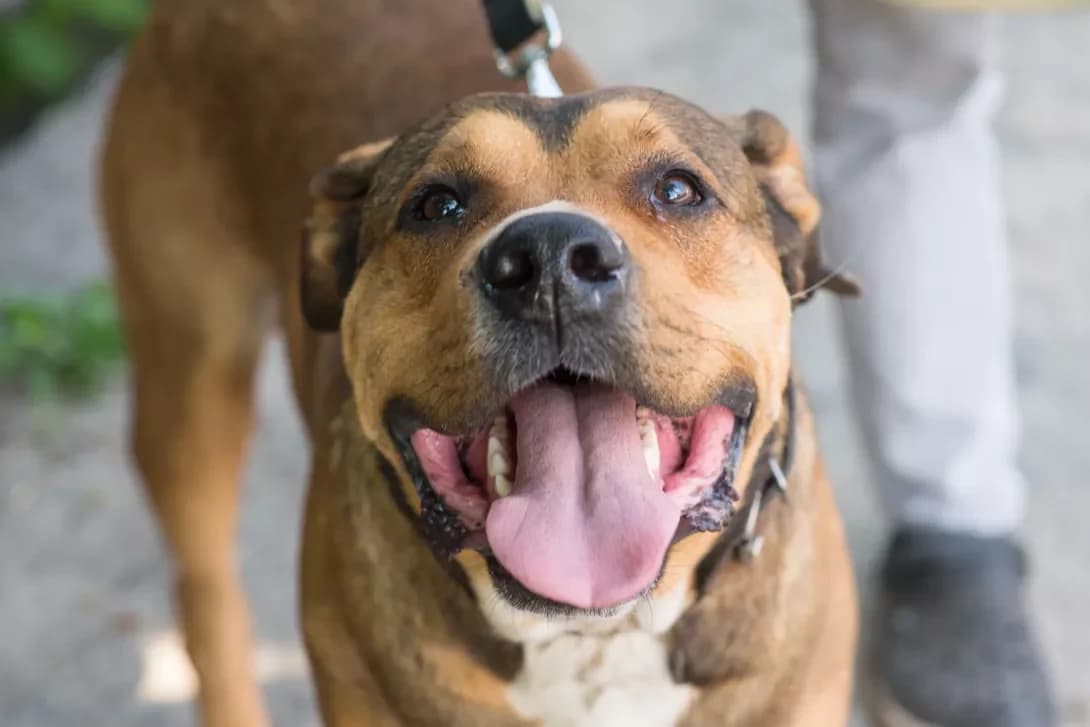 Rey (Рей), male 4yo Mixed Breed for adoption at Happy Paw Kyiv