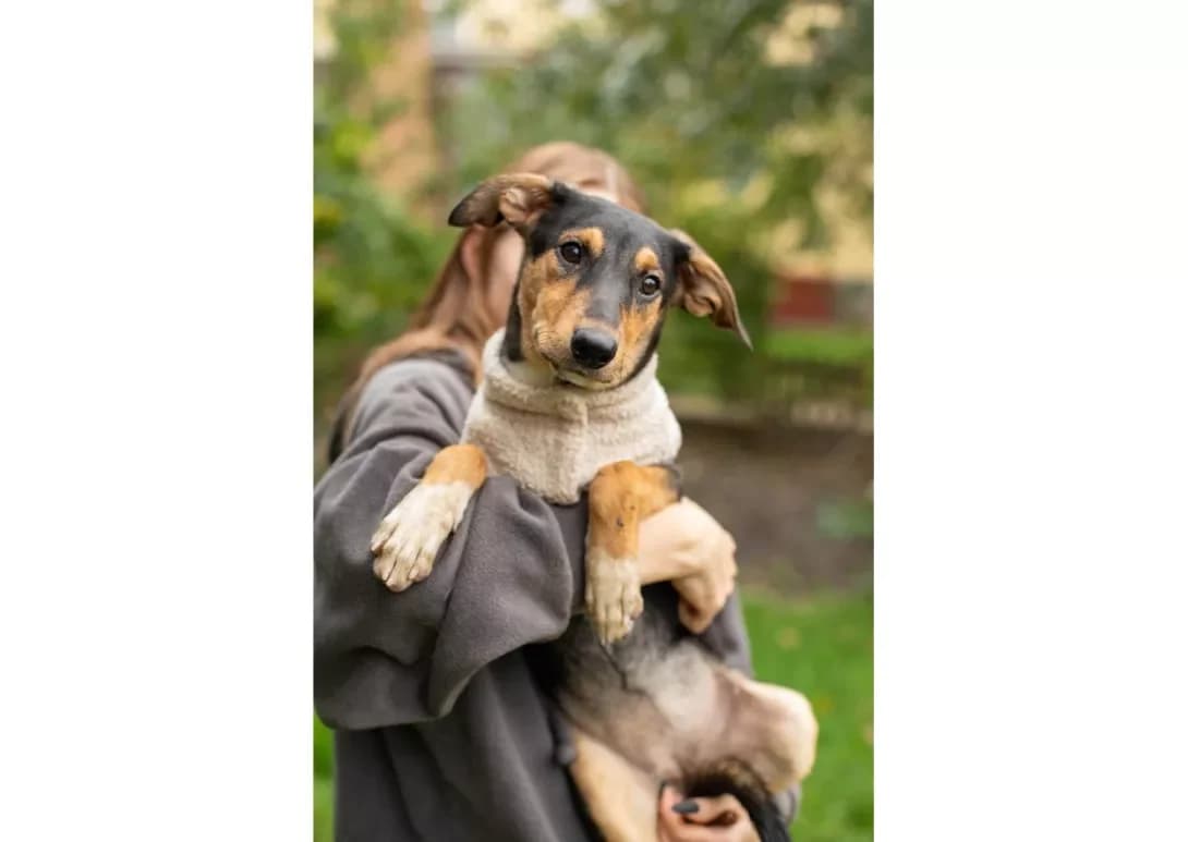 Masya (Мася), female young Mixed Breed for adoption at Happy Paw Kyiv