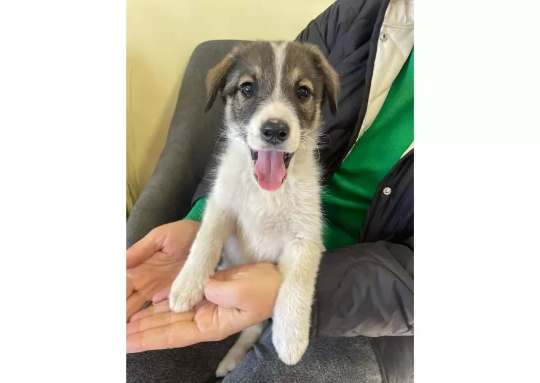 Malyuk (Малюк), male young Mixed Breed for adoption at Happy Paw Kyiv