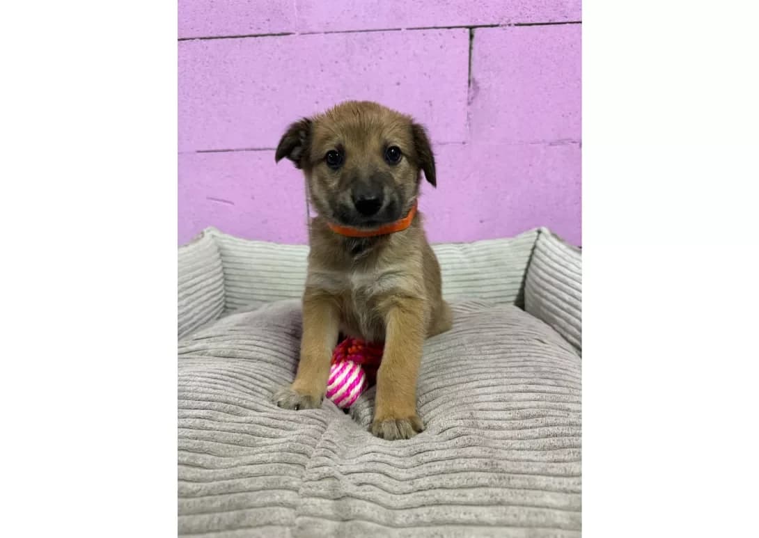 Tsutsenyata (Цуценята), male young Mixed Breed for adoption at Happy Paw Kyiv