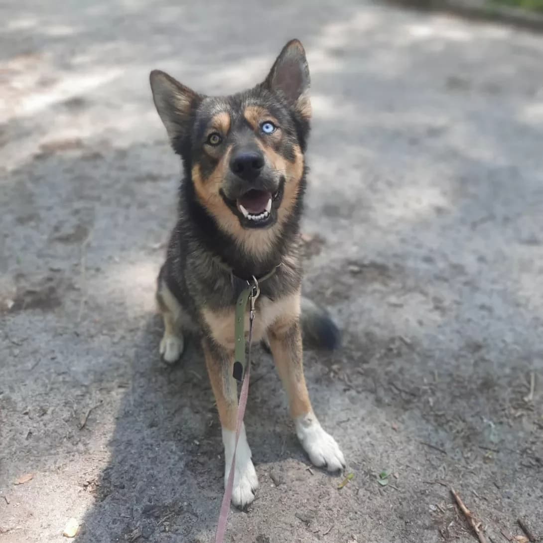 Skay (Скай), male 3yo Mixed Breed for adoption at Happy Paw Kyiv