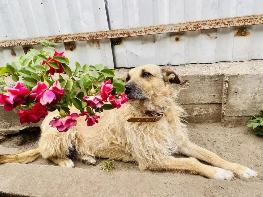 Luna (Луна), female 4yo Mixed Breed for adoption at Happy Paw Kyiv