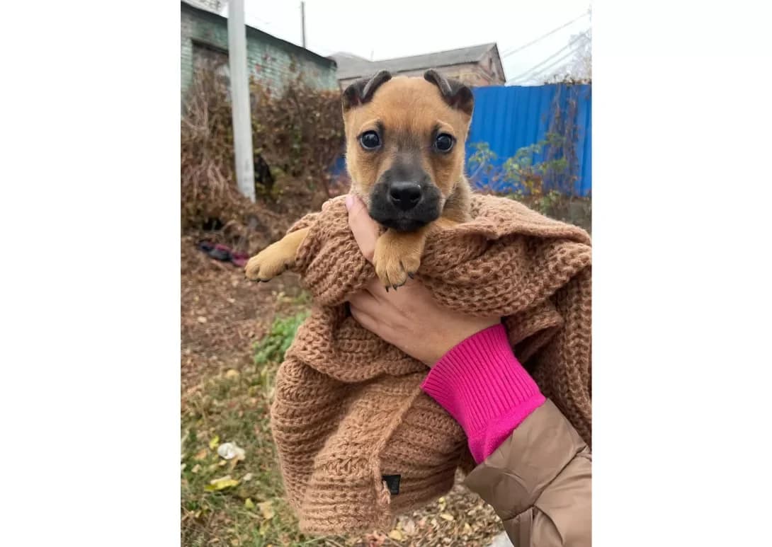Barni (Барні), male young Mixed Breed for adoption at Happy Paw Kyiv