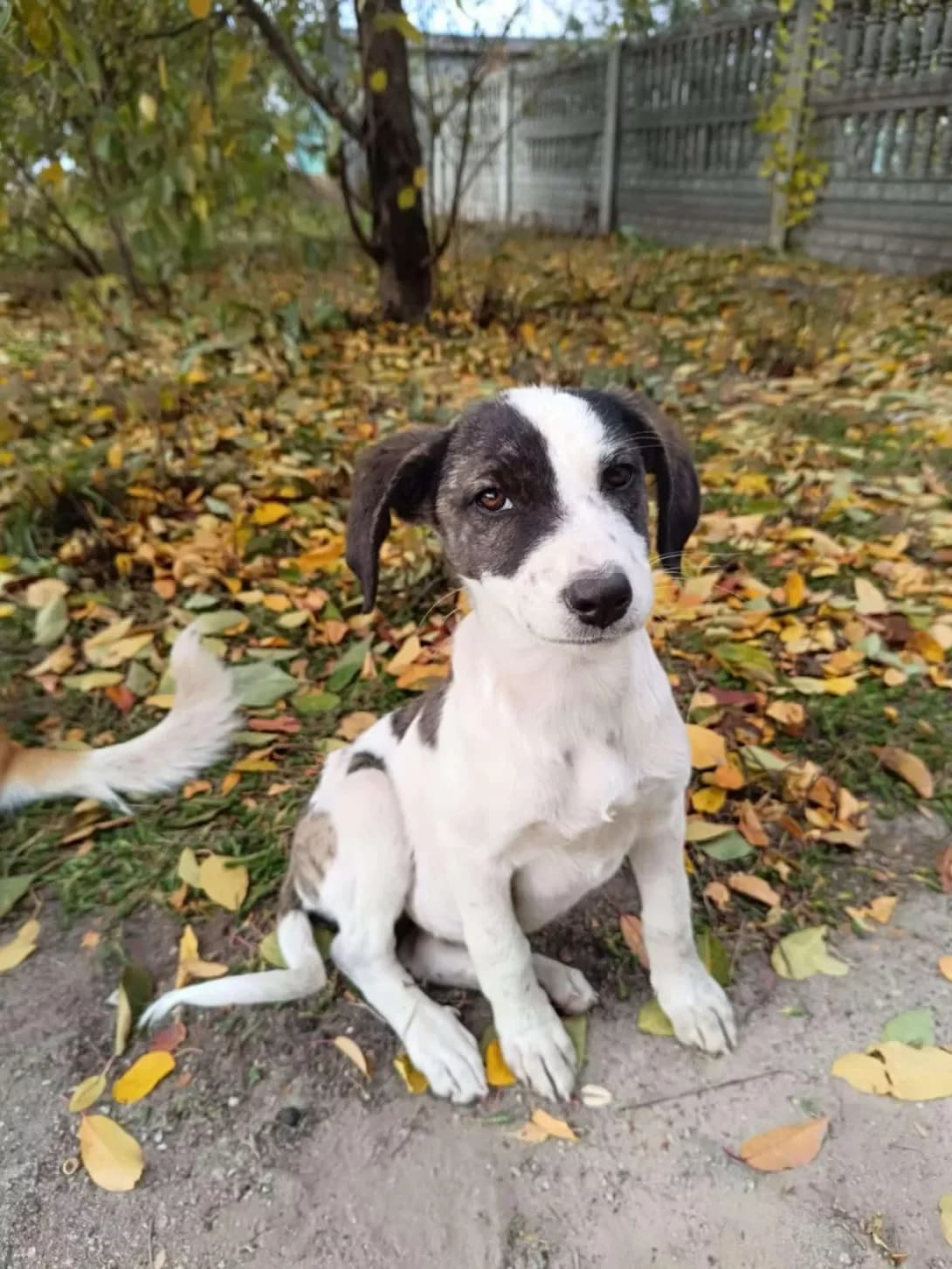 Darsi (Дарсі), female young Mixed Breed for adoption at Happy Paw Kyiv