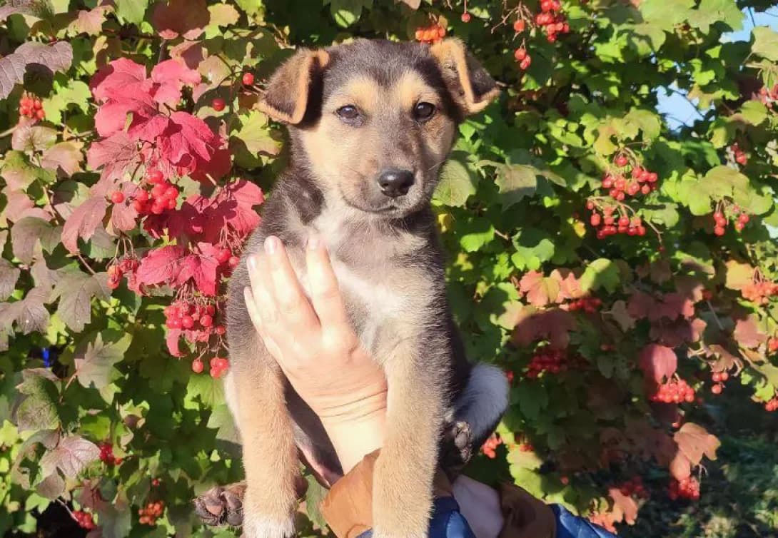 Betsi (Бетсі), female young Mixed Breed for adoption at Happy Paw Kyiv