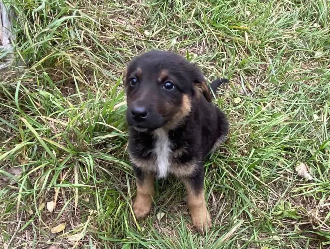 Dzhesi (Джесі), female young Mixed Breed for adoption at Happy Paw Kyiv