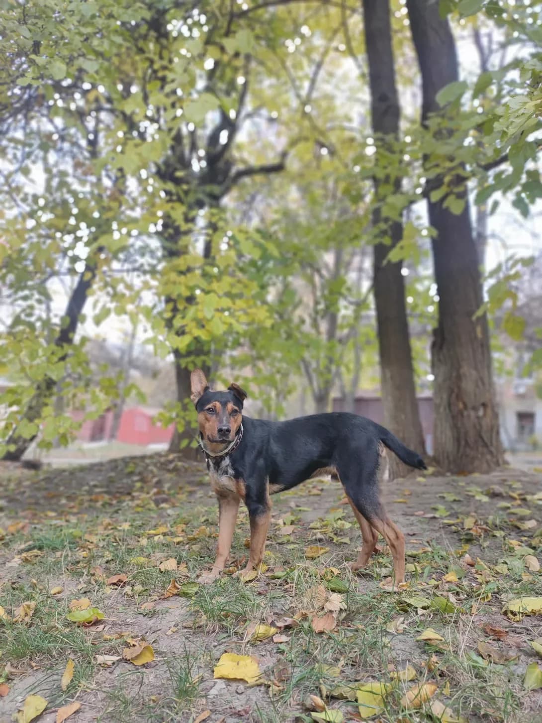 Roki (Рокі), male young Mixed Breed for adoption at Happy Paw Kyiv