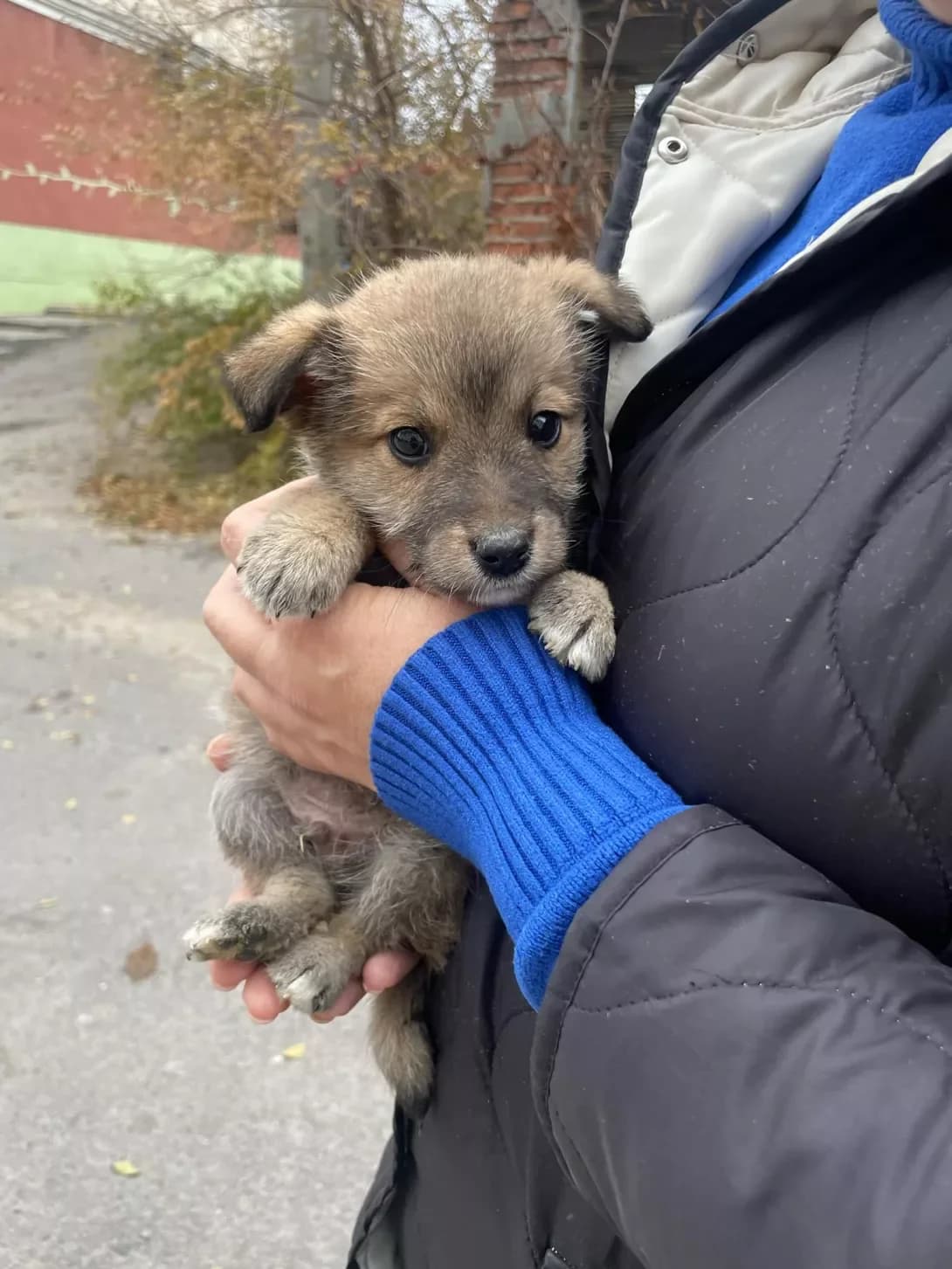 Yizhachok (Їжачок), male young Mixed Breed for adoption at Happy Paw Kyiv