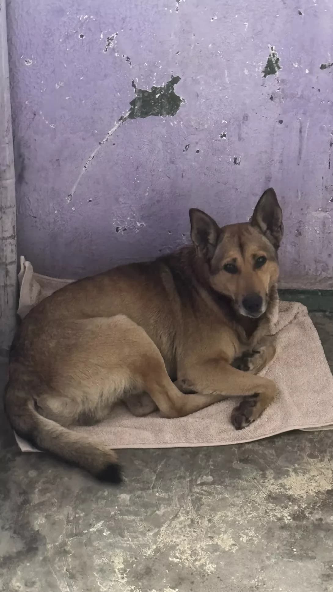 Pes (Пес), male young Mixed Breed for adoption at Happy Paw Kyiv
