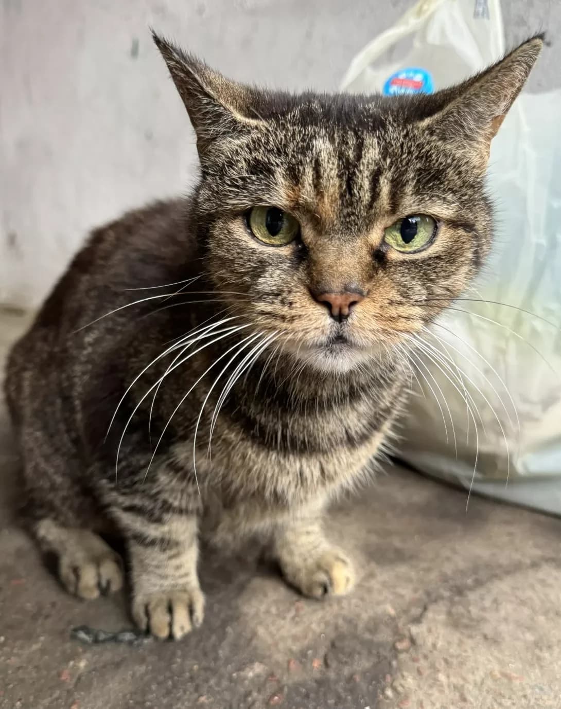 Kitsyunya (Кицюня), female 6yo Mixed Breed for adoption at Happy Paw Kyiv