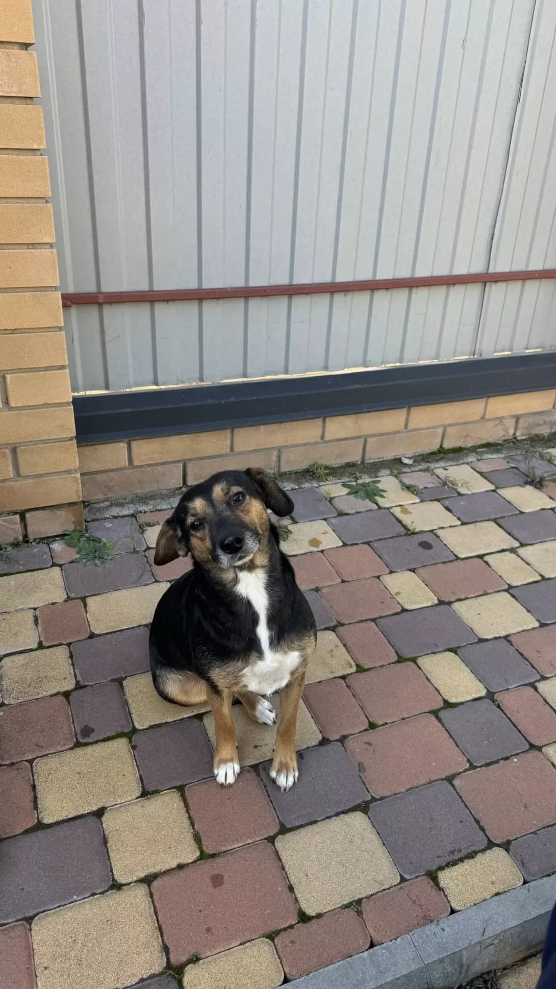 Layma (Лайма), female 5yo Mixed Breed for adoption at Happy Paw Kyiv