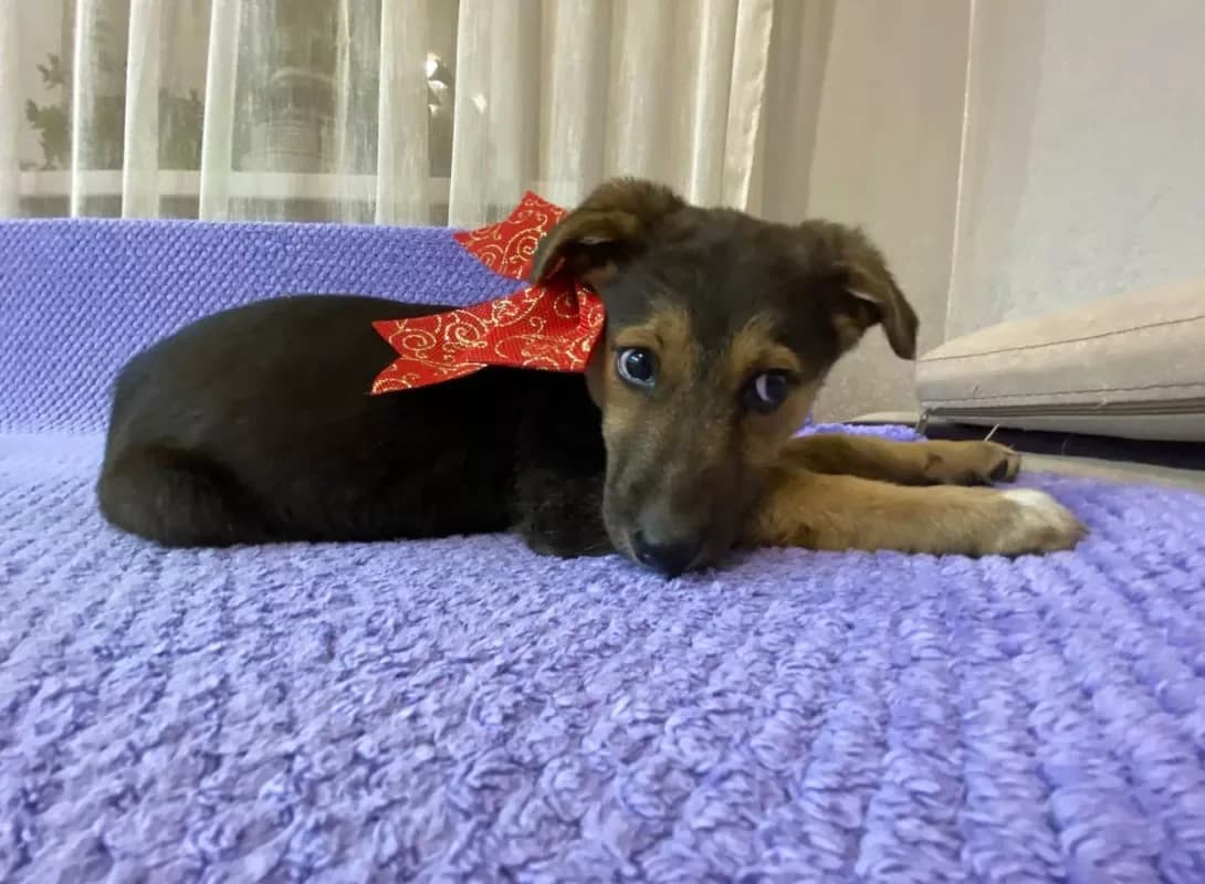 Barbi (Барбі), female young Mixed Breed for adoption at Happy Paw Kyiv